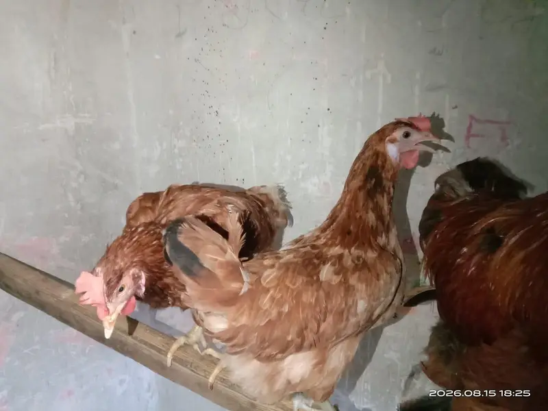heavy mix breeds for sale Whatsapp 03302277218 — photo 5