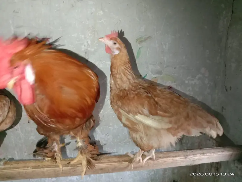 heavy mix breeds for sale Whatsapp 03302277218 — photo 6