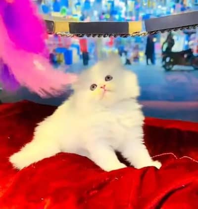 Persian female kitten for sale