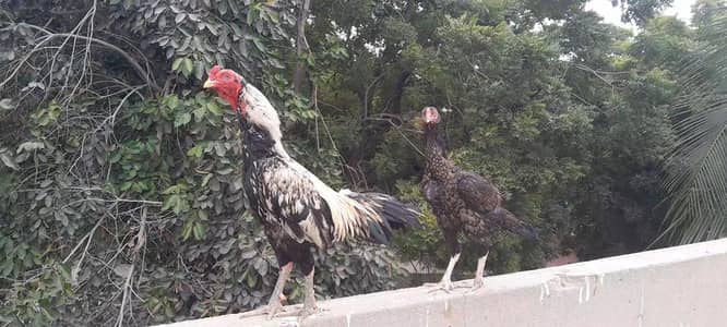 aseel pair