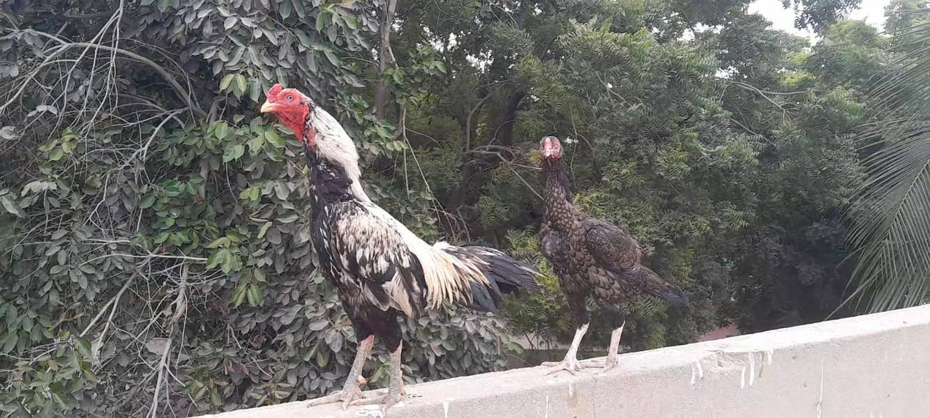 aseel pair 0
