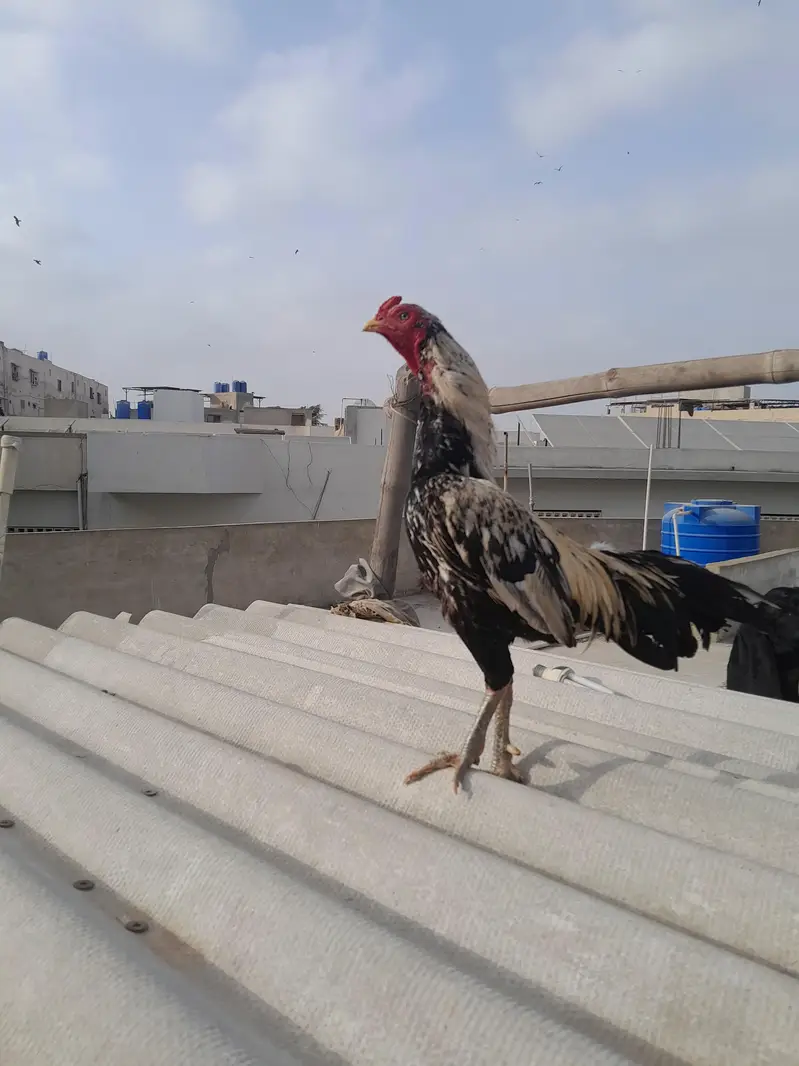 aseel pair — photo 5