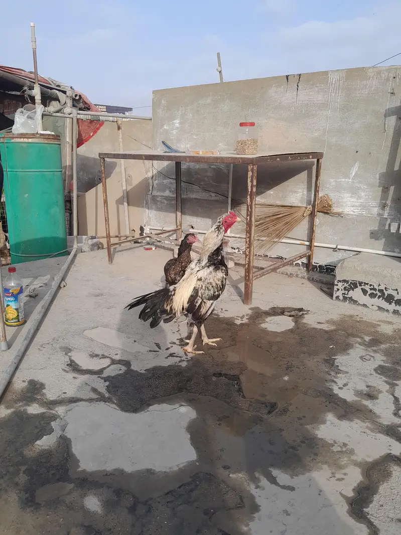 aseel pair — photo 6