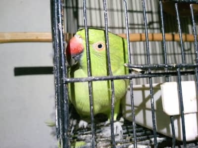 urgent for sale