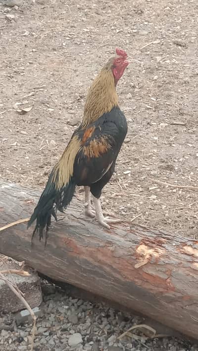 aseel mianwali male