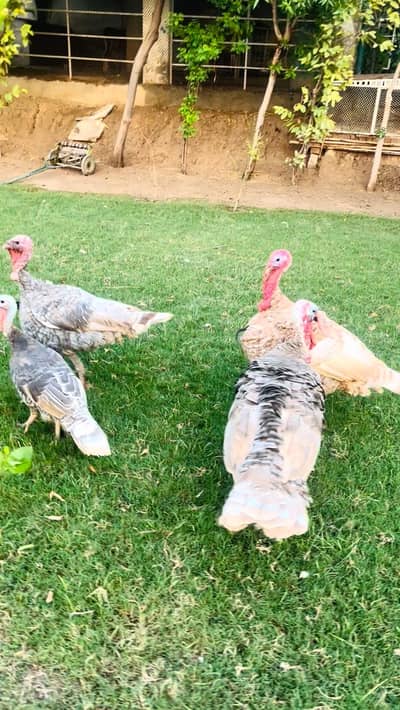 turkey pero