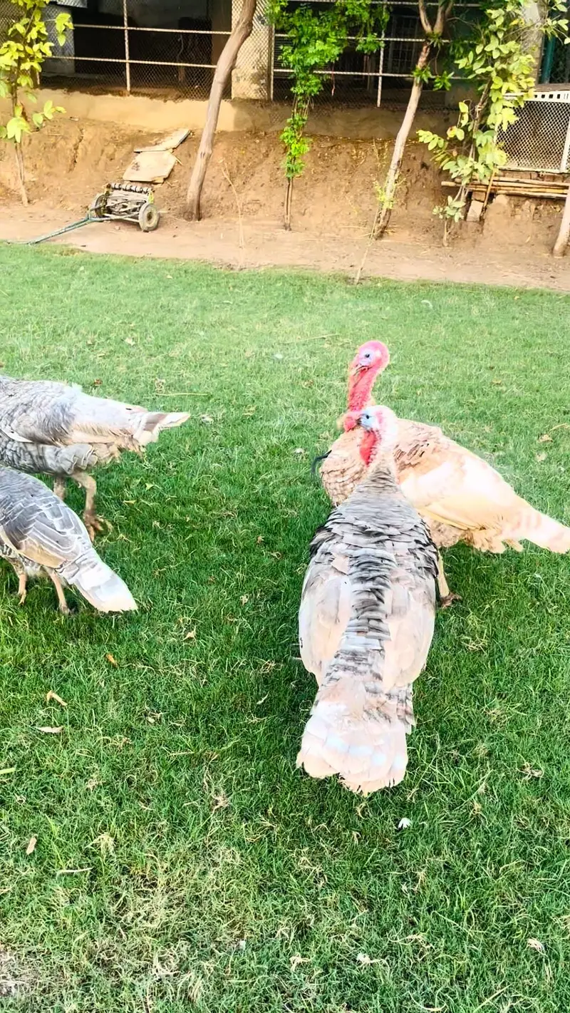 turkey pero — photo 2
