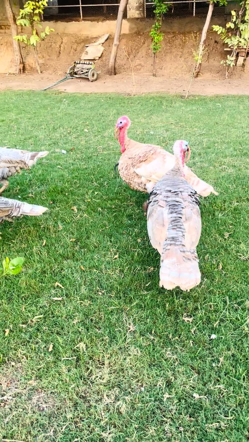 turkey pero 2