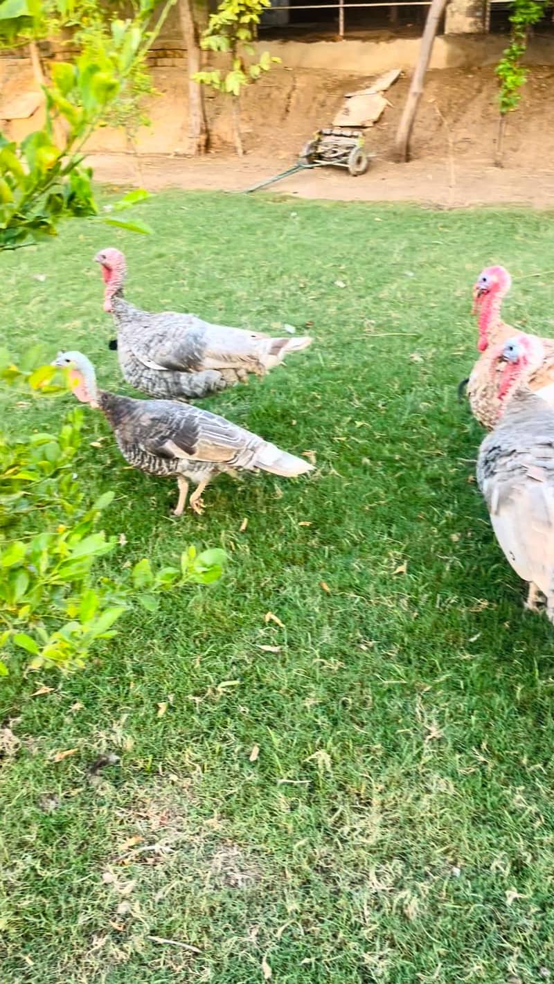 turkey pero 3
