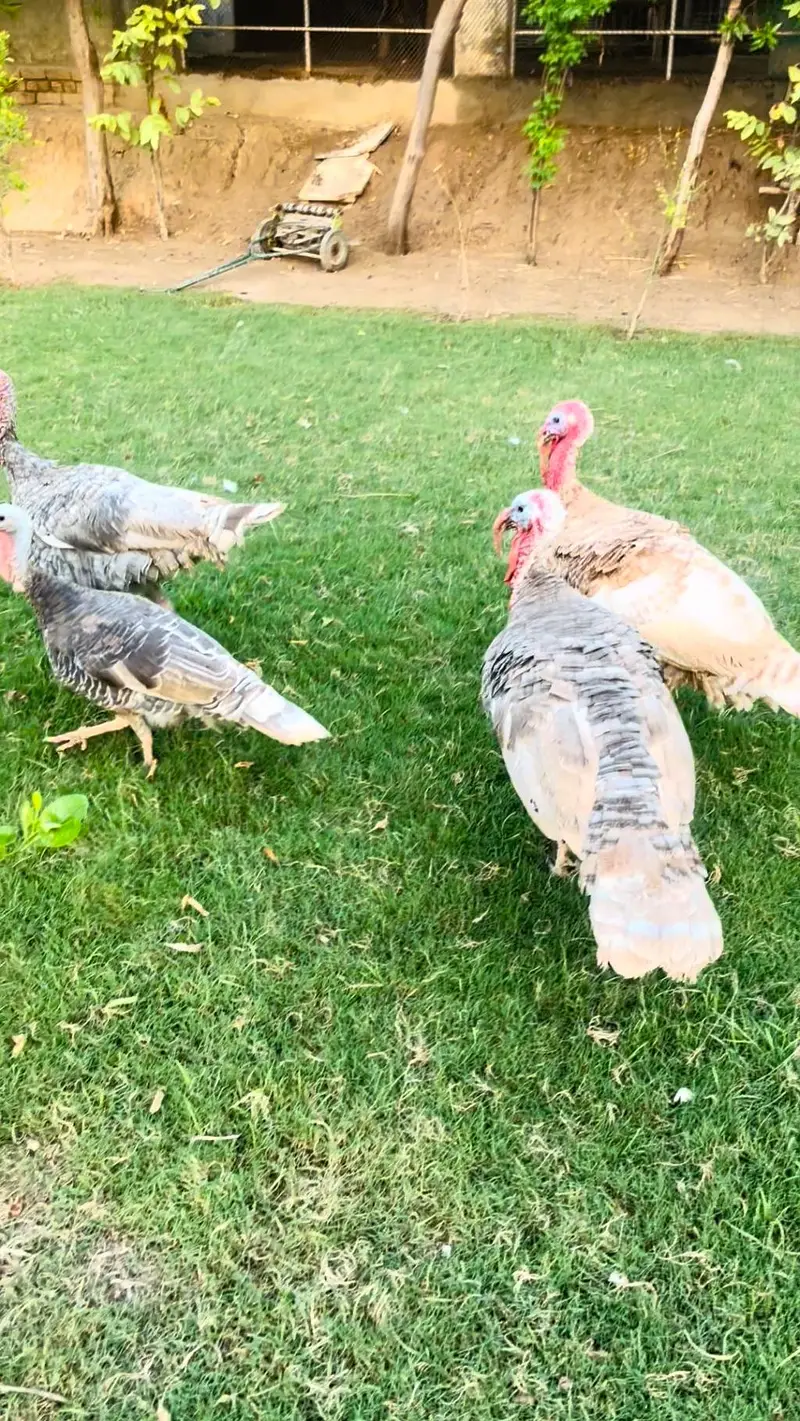 turkey pero — photo 5