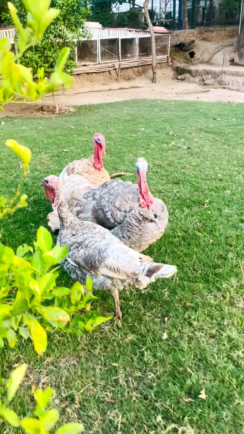 turkey pero — photo 6
