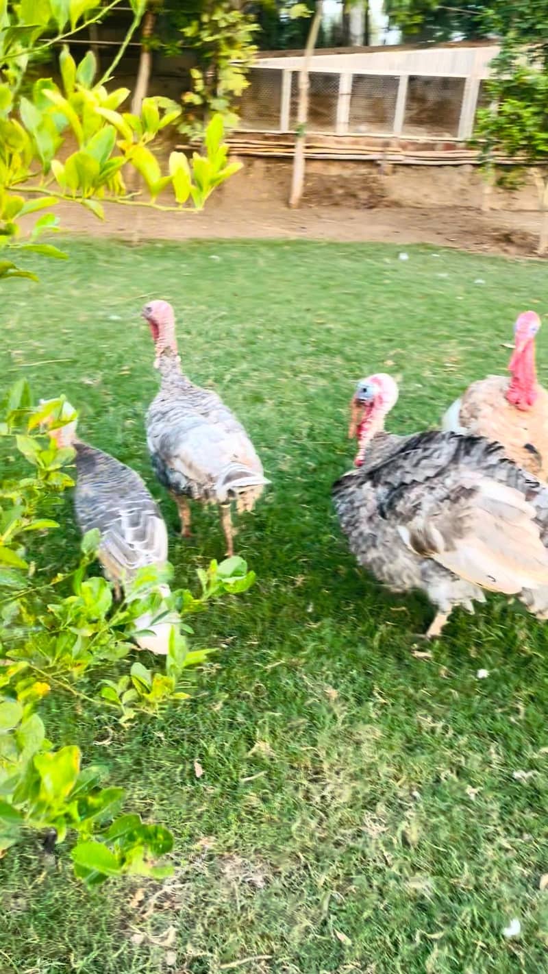 turkey pero 6