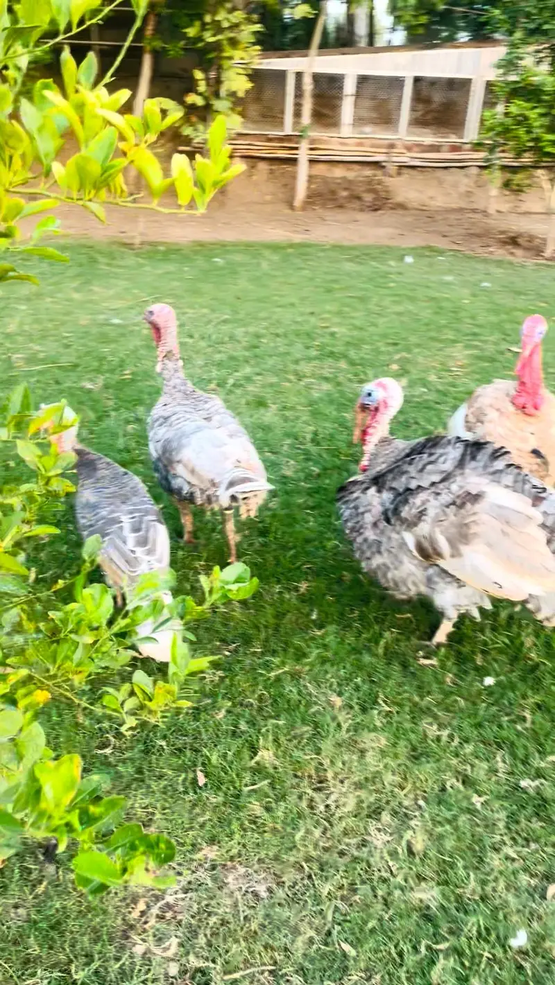 turkey pero — photo 7
