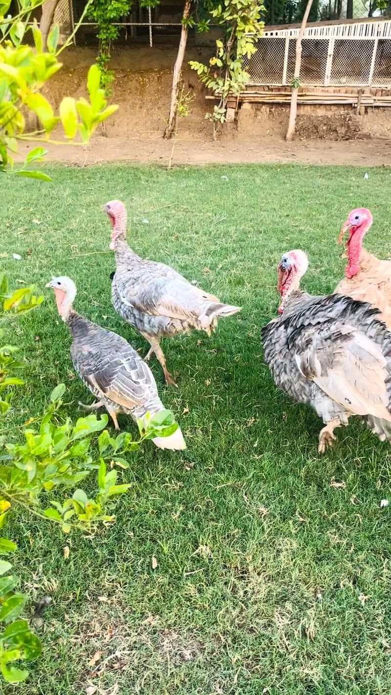 turkey pero 7