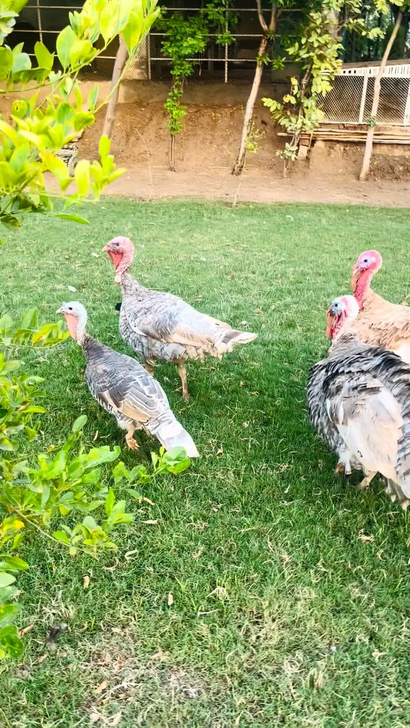 turkey pero — photo 9