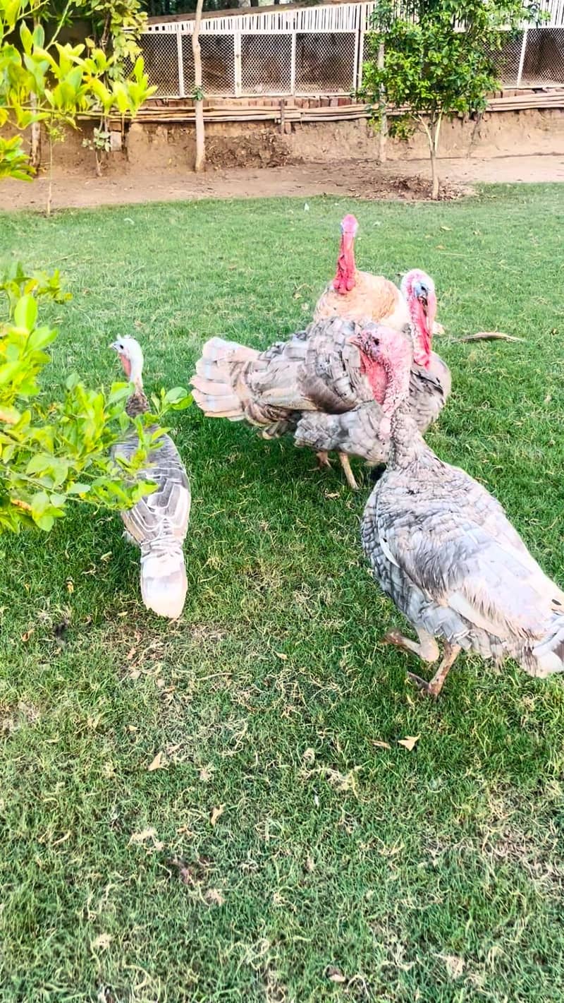 turkey pero 9