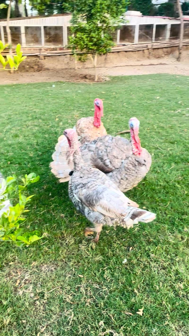 turkey pero 10