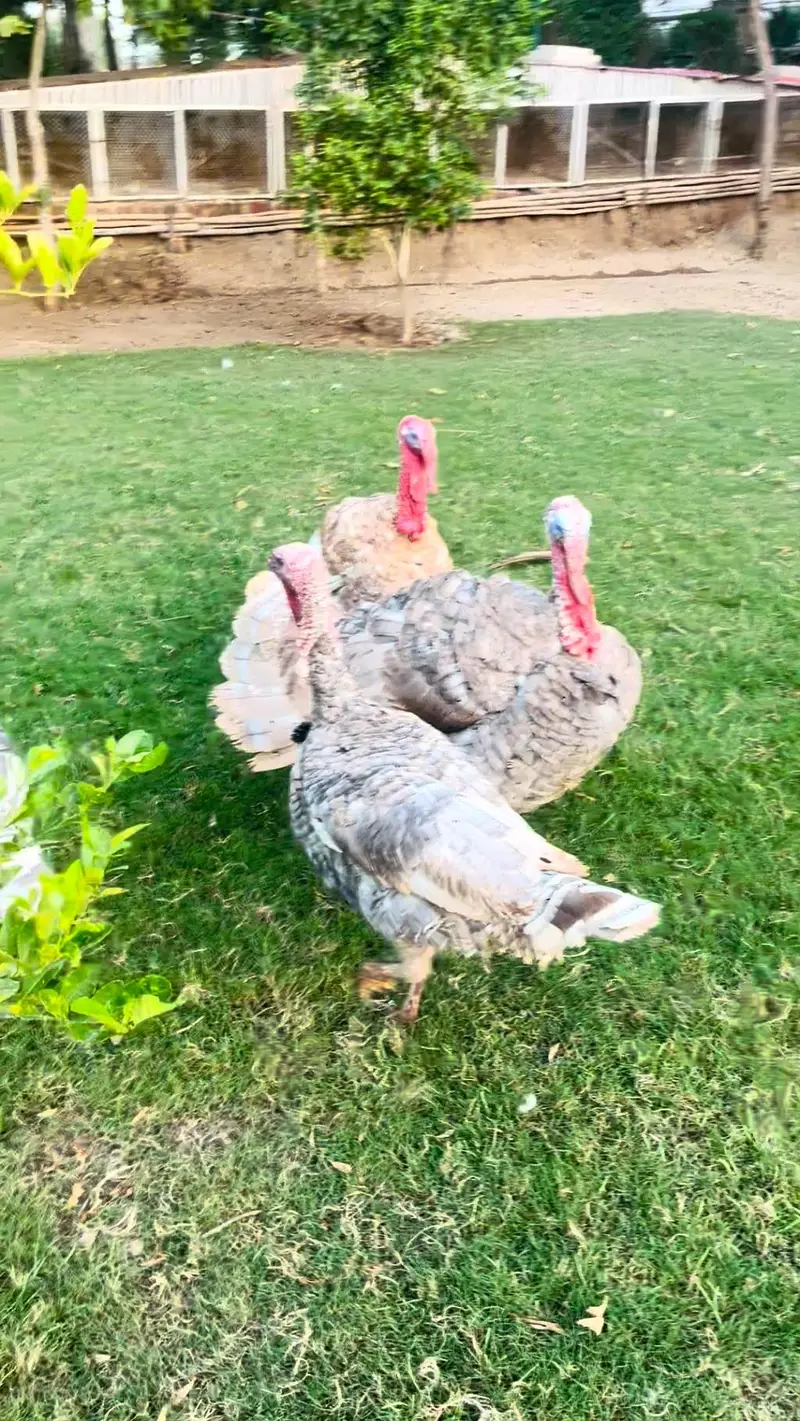 turkey pero — photo 11
