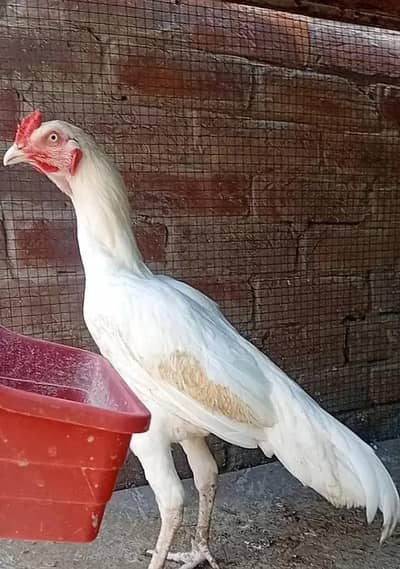 top qulity white heera aseel phathay