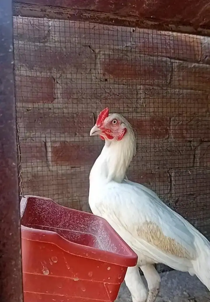 top qulity white heera aseel phathay — photo 2