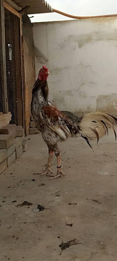Cock & Hen For Sale
