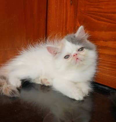 van calico High blood line Persian kitten/cat triple near piki/peki