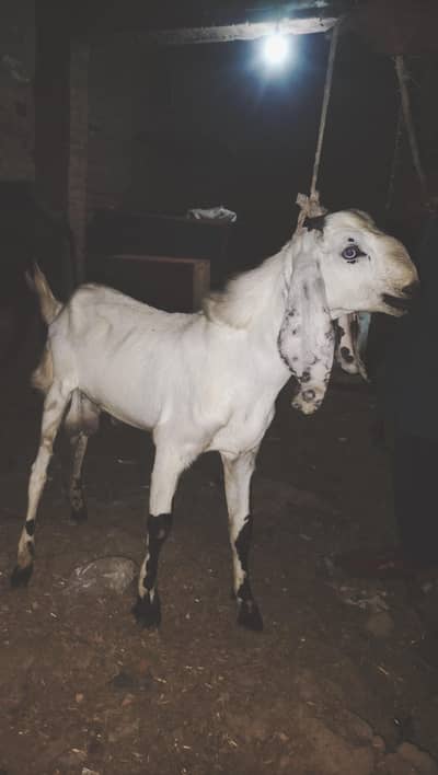 khera Bakra abi bacha ha boht MASHALLAH Active ha