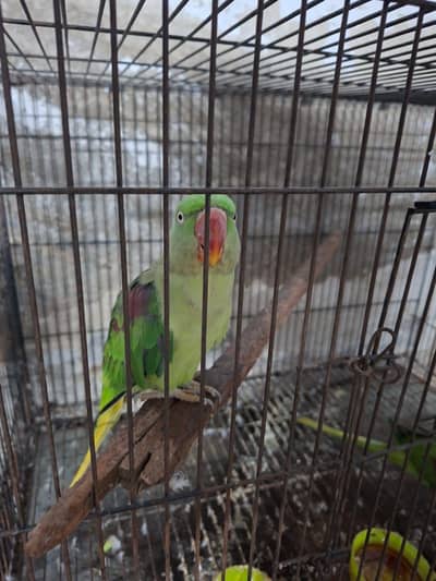Kashmiri Raw Breeding Pair