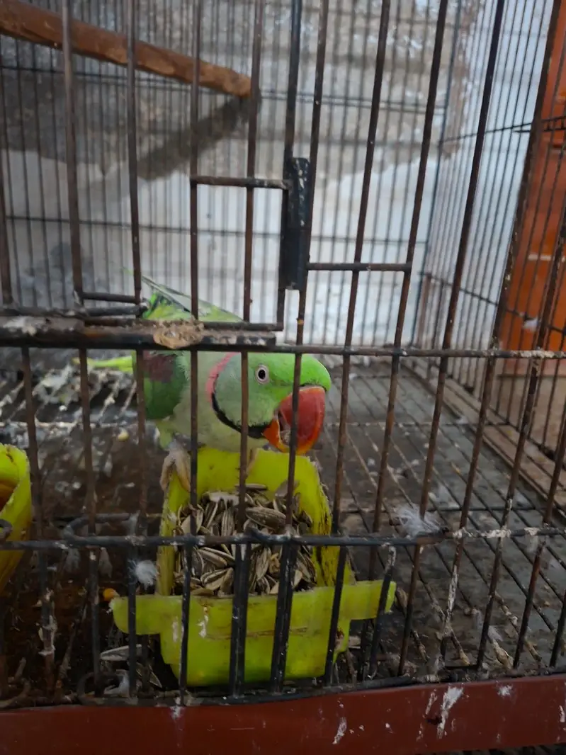 Kashmiri Raw Breeding Pair — photo 2