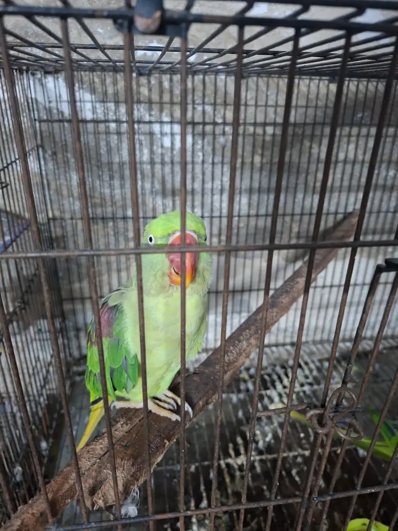 Kashmiri Raw Breeding Pair — photo 3