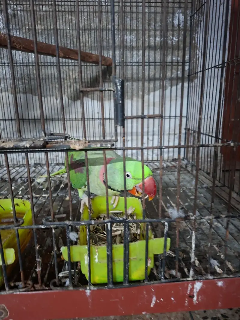Kashmiri Raw Breeding Pair — photo 4