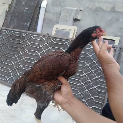 aseel 1 Saal hen