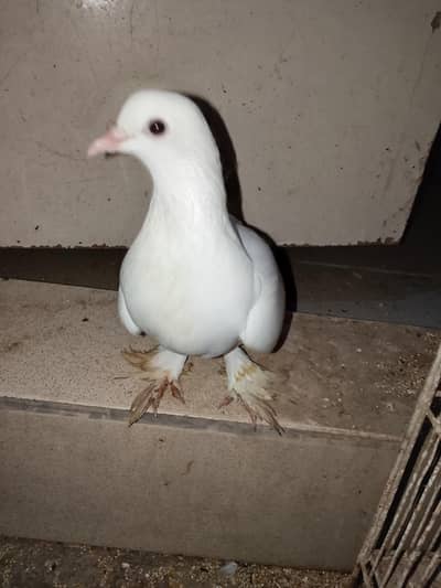 fancy pigeon for sell
