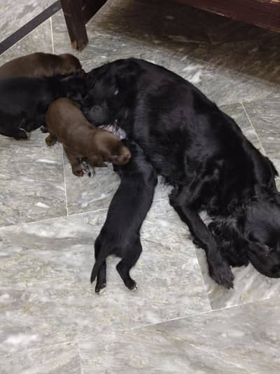 cocker spaniel pups all female 4 pups