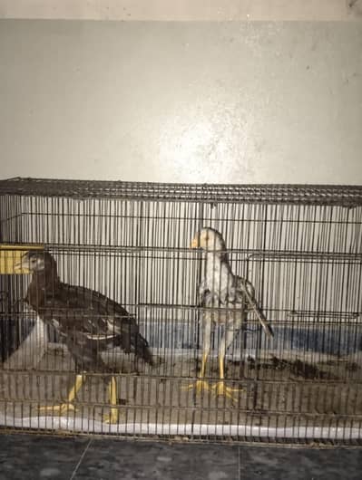Peshawary Roster pair of male plus female 