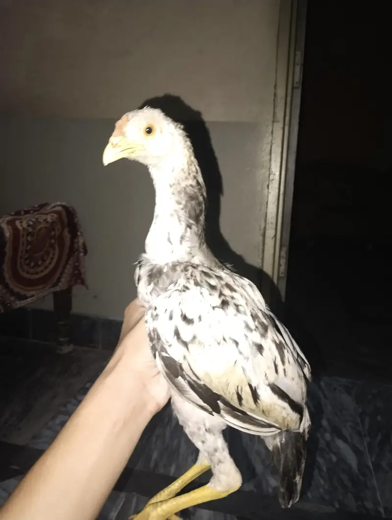 Peshawary Roster pair of male plus female  — photo 4