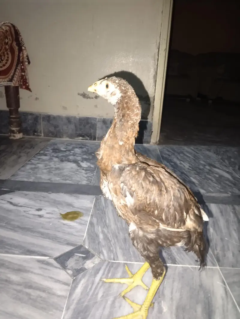 Peshawary Roster pair of male plus female  — photo 5