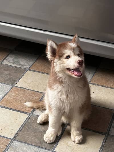 Huskies
