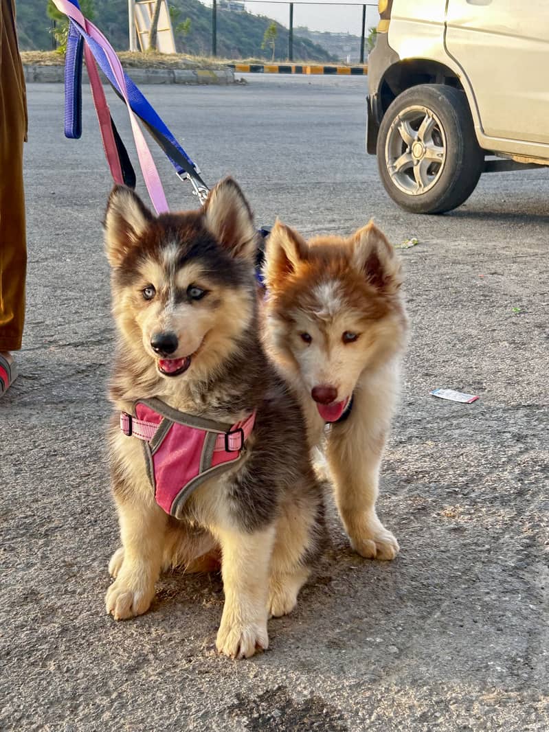 Huskies 1