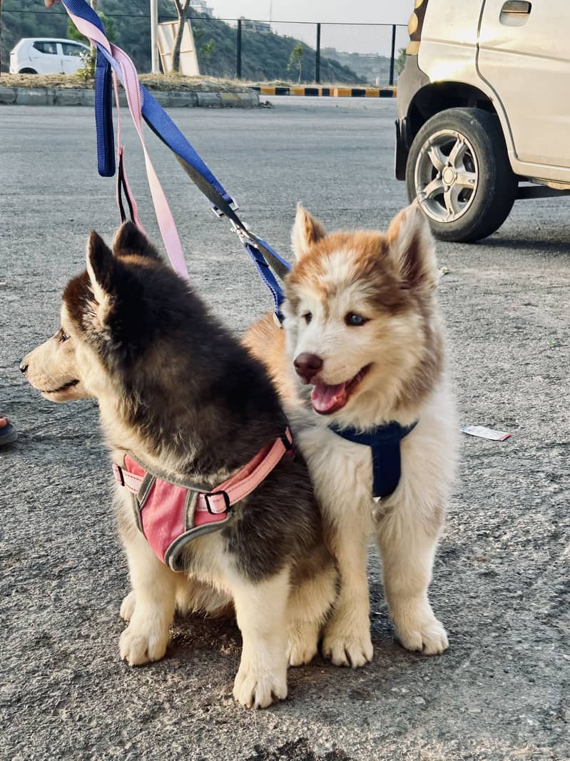 Huskies 2