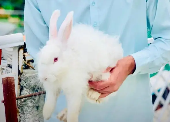 angora rabbits — photo 3