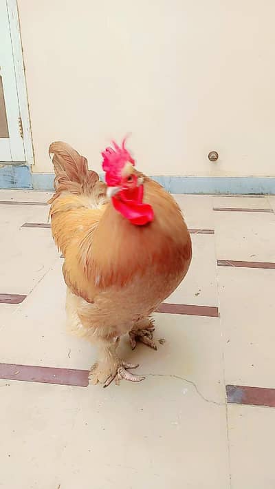 Australian breed golden buff male