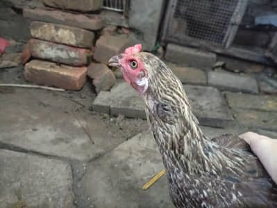 misri egg lying and crok