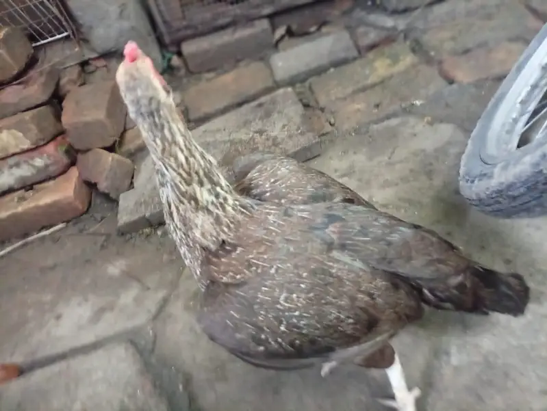 misri egg lying and crok — photo 3