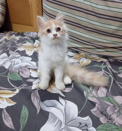 Persian Triple coated Bicolour kitten.
