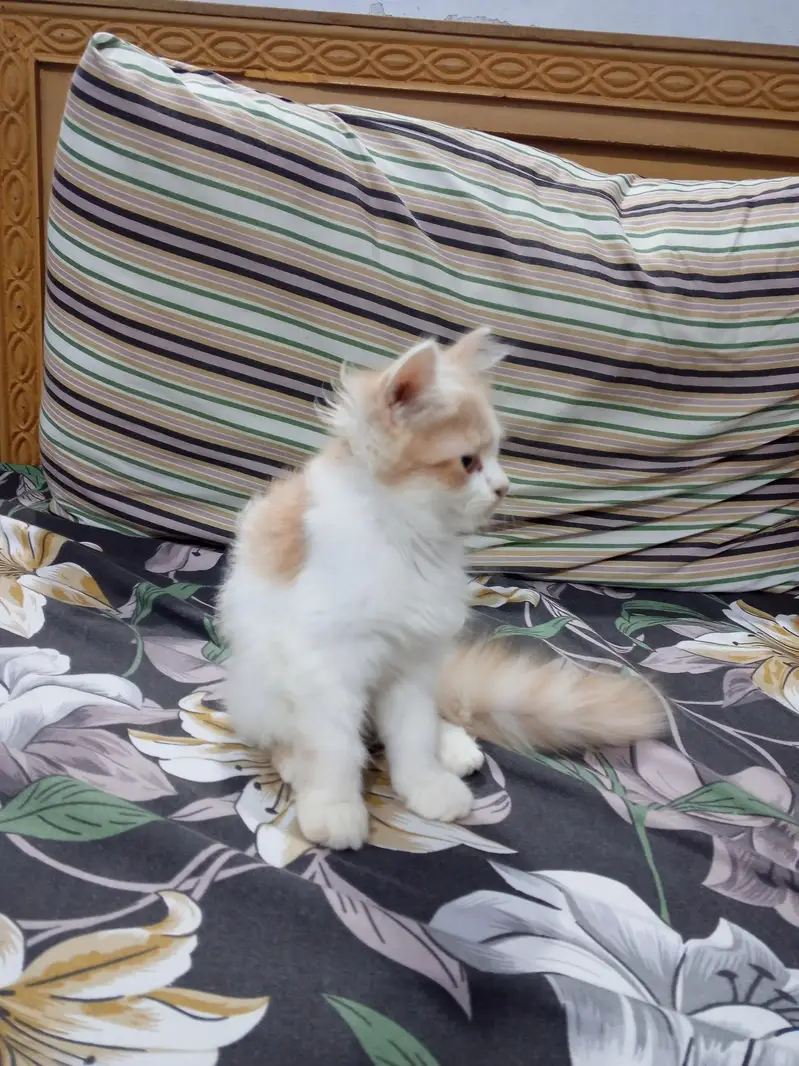Persian Triple coated Bicolour kitten. — photo 2