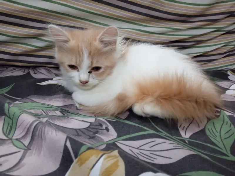 Persian Triple coated Bicolour kitten. — photo 3
