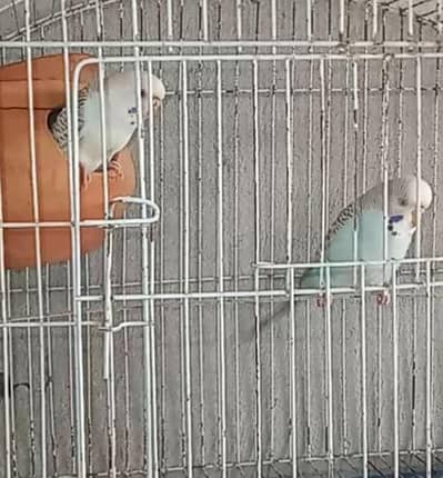 High quality Fallow budgies for sale