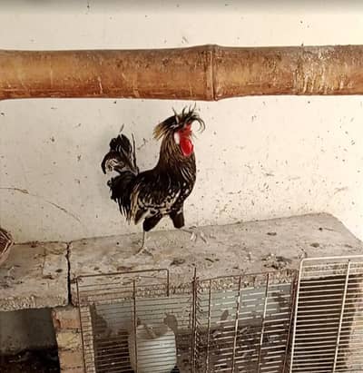 polish hen male price 3000