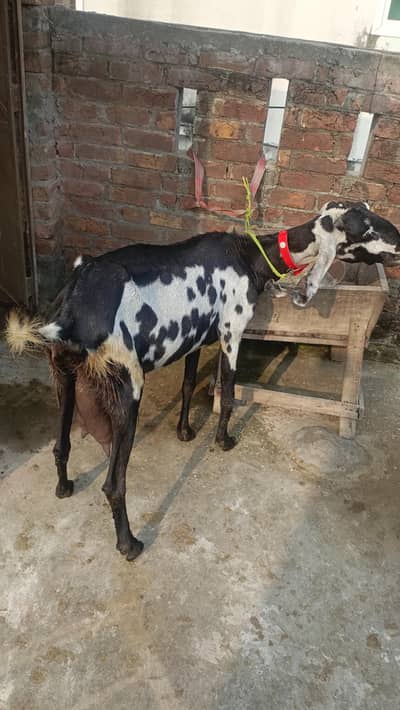 amrit sari betal bakri ha shok wali chez ha rabta onle watsap